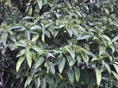 Dendropanax dentiger