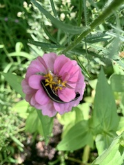 Spodoptera ornithogalli