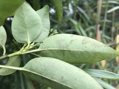 Dendropanax dentiger