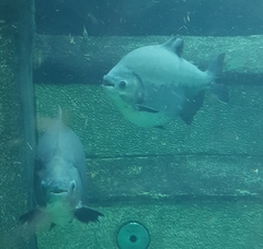 Piaractus brachypomus