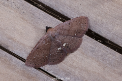 Nechesia albotentata