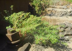 Euphorbia glyptosperma