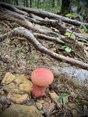 Hortiboletus rubellus