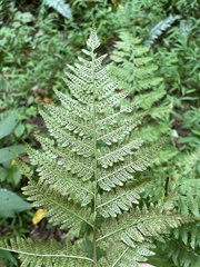Athyrium