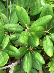 Rhododendron catawbiense