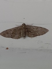 Eupithecia absinthiata