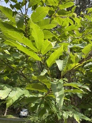 Castanea