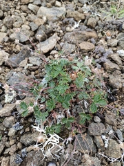 Potentilla vulcanicola