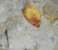 Pseudagrion pilidorsum