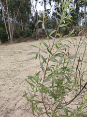 Baccharis spicata