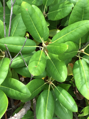 Rhododendron catawbiense