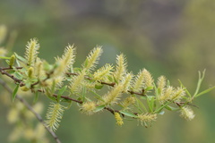 Salix
