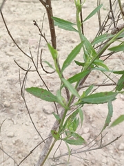 Baccharis spicata