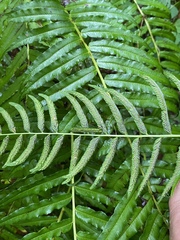 Homalosorus pycnocarpos