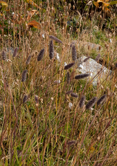 Phleum alpinum