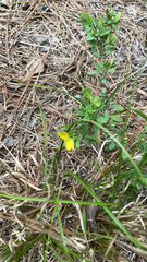 Stylosanthes biflora