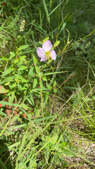 Rhexia mariana