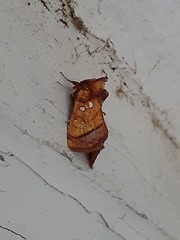 Papaipema leucostigma