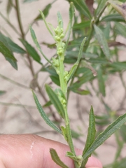 Baccharis spicata