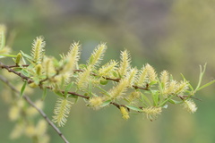 Salix