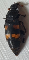 Nicrophorus interruptus