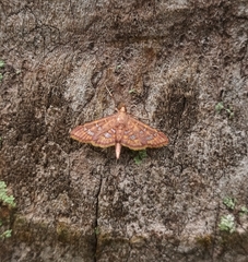 Ischnurges gratiosalis