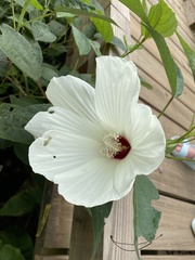 Hibiscus moscheutos