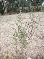 Baccharis spicata