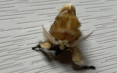 Megalopyge opercularis