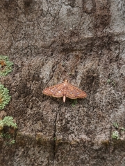 Ischnurges gratiosalis