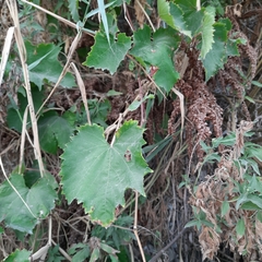 Vitis vinifera