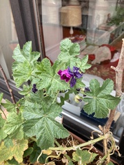 Malva sylvestris mauritiana