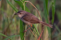 Prinia inornata