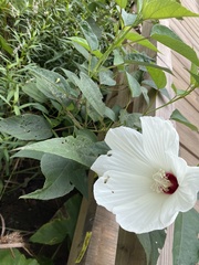 Hibiscus moscheutos