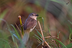 Prinia inornata