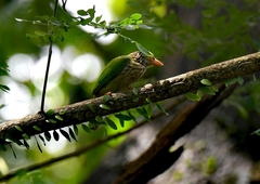 Psilopogon lineatus