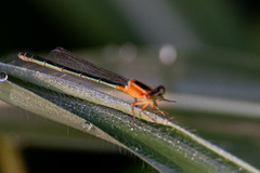 Ischnura senegalensis