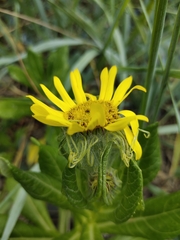 Senecio pseudoarnica