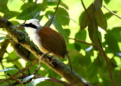 Garrulax leucolophus