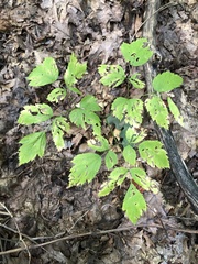 Actaea