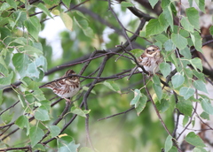Emberiza rustica
