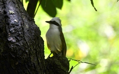 Garrulax leucolophus