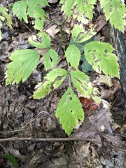 Actaea