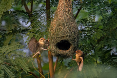 Ploceus philippinus