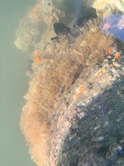 Ecteinascidia turbinata