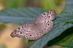 Junonia atlites