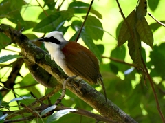 Garrulax leucolophus