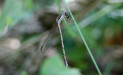 Sympecma fusca