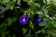 Clitoria ternatea