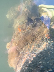 Ecteinascidia turbinata